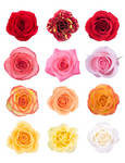 Rozen