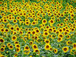 zonnebloem