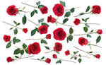 rozen