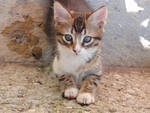 poes