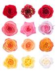 Rozen